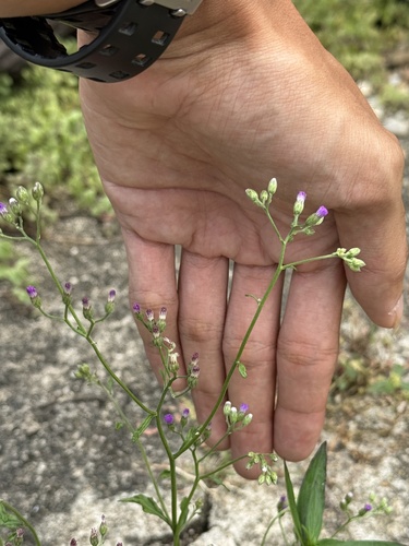 little ironweed