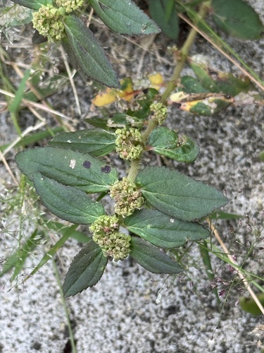 Asthma Plant