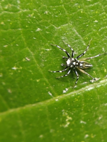 Phintella bifurcilinea