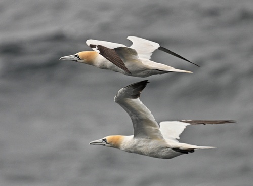 Northern Gannet