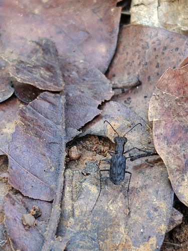 Jansenia indica
