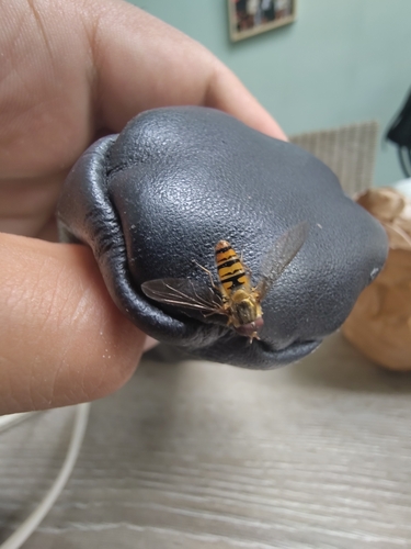 Marmalade Hover Fly