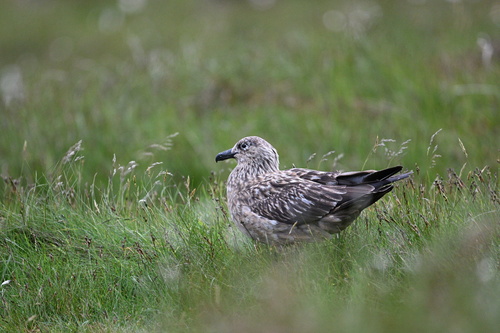 Great Skua