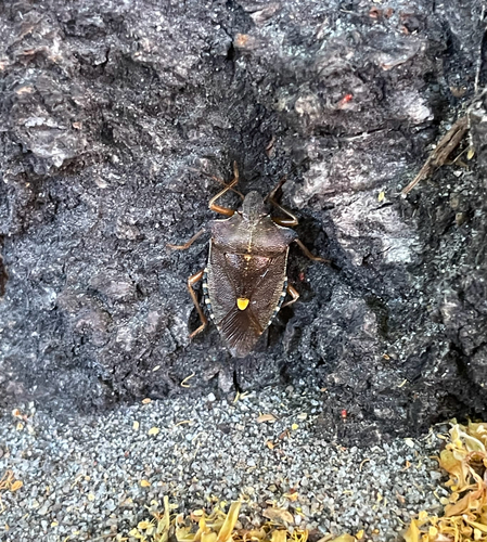 Forest Bug