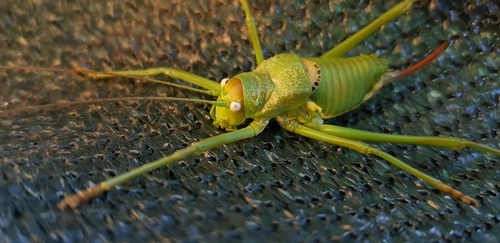 Rough Saddle Bush-cricket