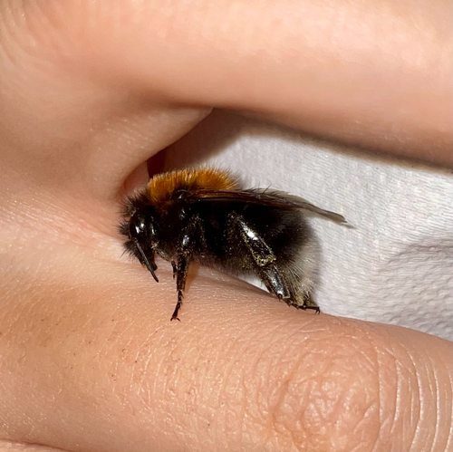 Tree Bumble Bee