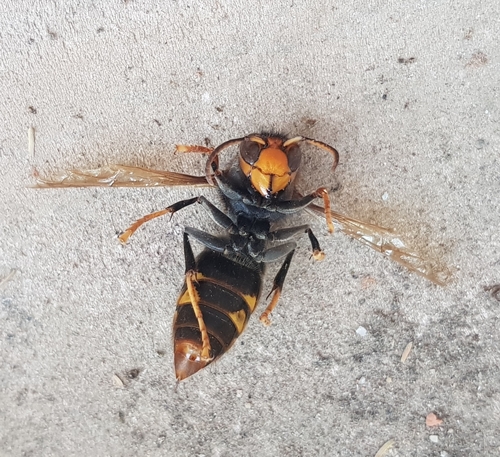 Yellow-legged Hornet