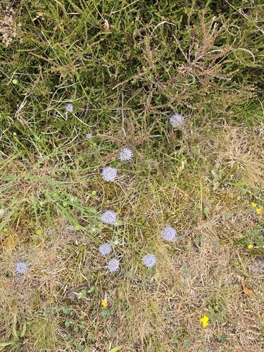 Sheep's-bit