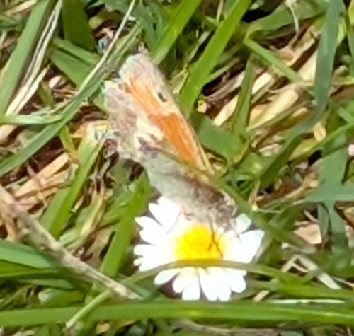 Small Heath