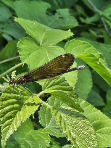 Beautiful Demoiselle