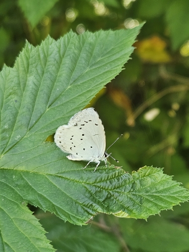 Holly Blue