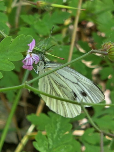 Green-veined White