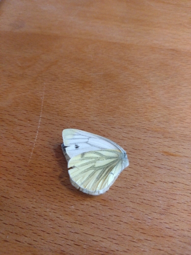 Green-veined White