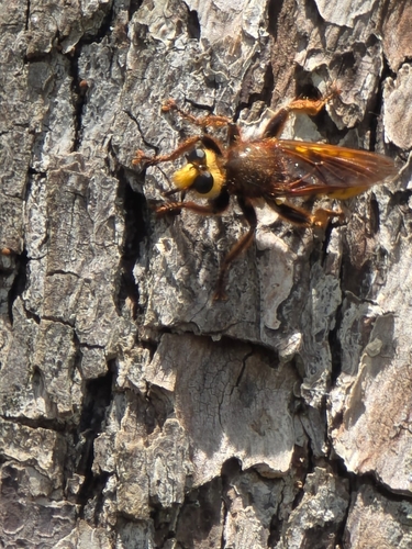 Laphria aurea
