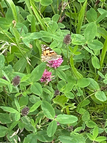 Painted Lady