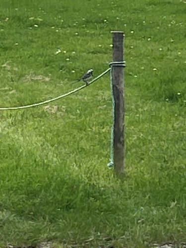 White Wagtail