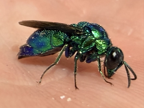 Emerald Cuckoo Wasp