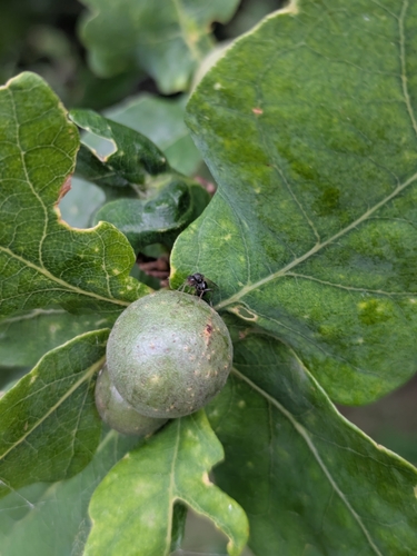 Oak Marble Gall Wasp