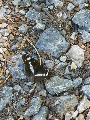 Eurasian White Admiral