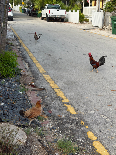 Red Junglefowl