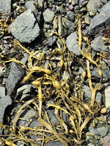 Knotted Wrack