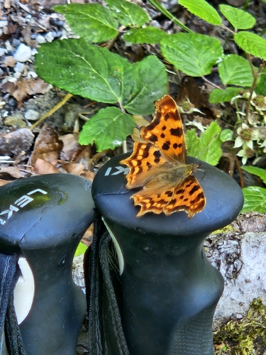 European Comma