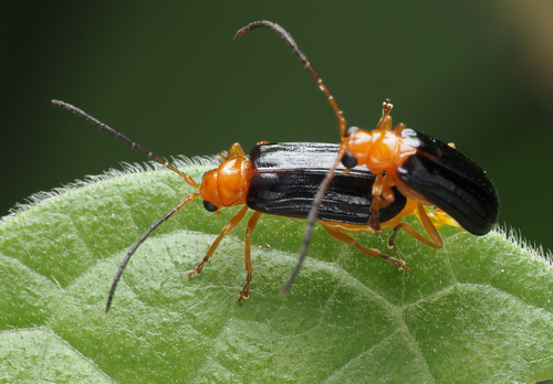 Haplosomoides costata · iNaturalist