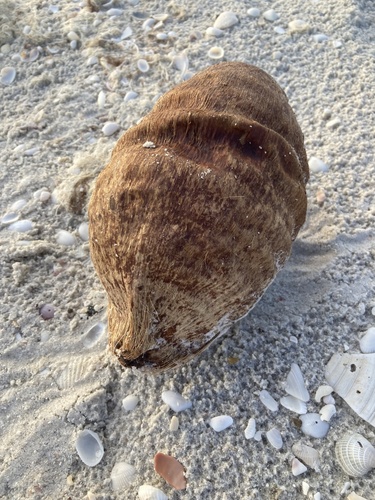 coconut palm