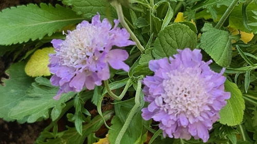 Field Scabious