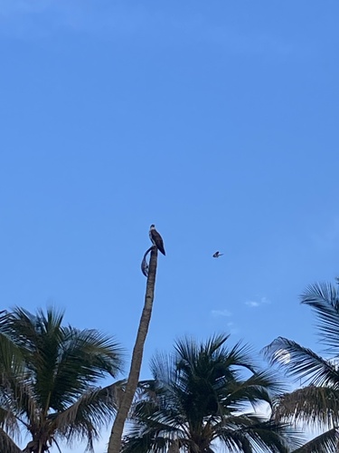 Osprey