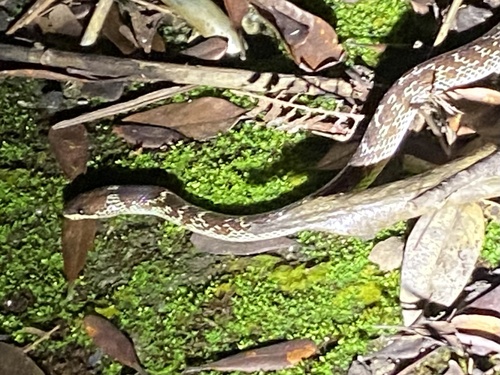 Common Wolf Snake