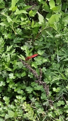 Broad Scarlet