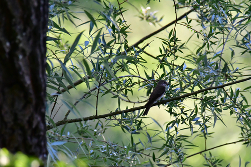 Spotted Flycatcher