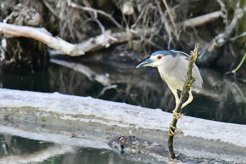 Black-crowned Night Heron