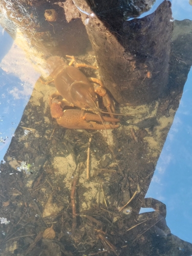 European Crayfish