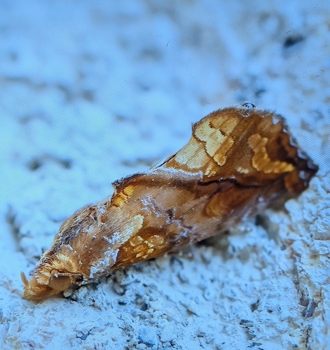 Plusiodonta casta