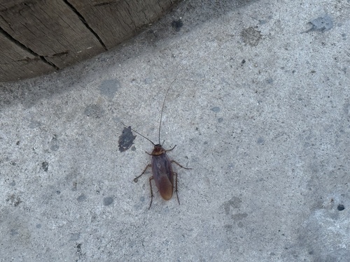 American Cockroach