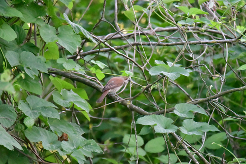 Red-backed Shrike