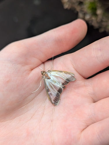 Box Tree Moth
