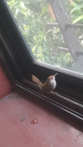 Common Tailorbird
