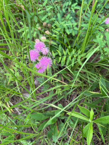littleleaf sensitive-briar