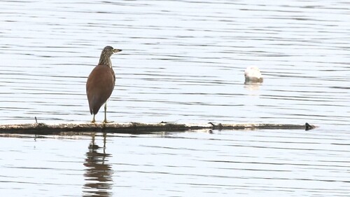 Chinese Pond-Heron