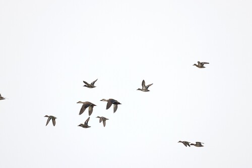 Green-winged Teal