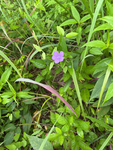 Carolina ruellia