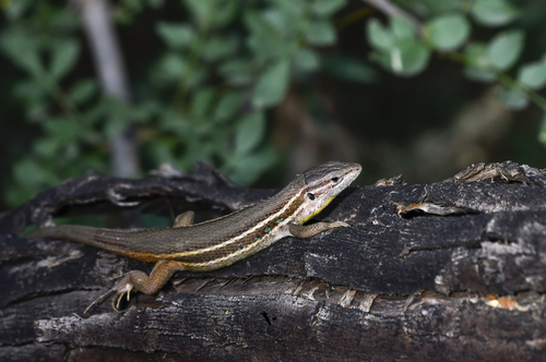 Large Psammodromus