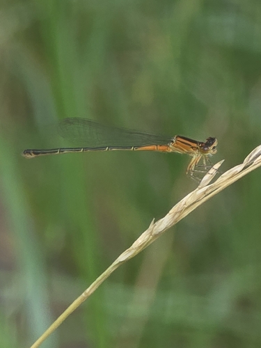 Eastern Forktail