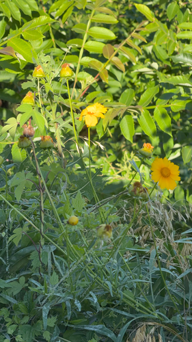 Lance-leaved Coreopsis