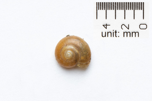 Rayed Glass snail