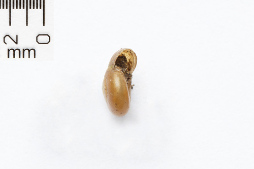 Rayed Glass snail