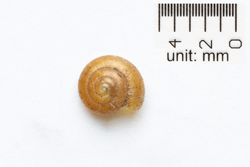 Black Gloss Snail